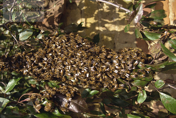 Schwarm von Bienen  Vereinigtes Königreich  Europa