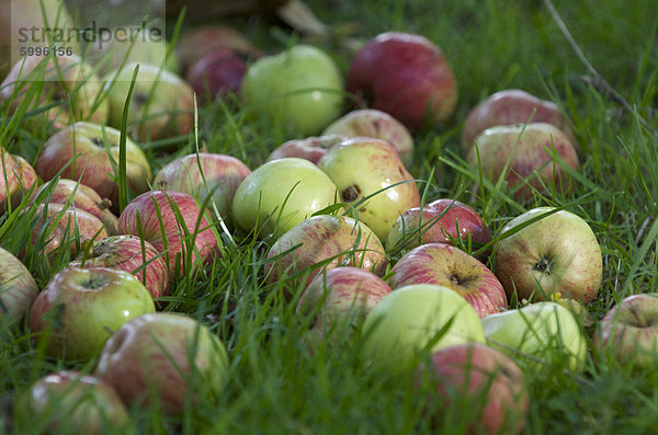 Mostäpfel bereit für die Ernte  Somerset  England  Vereinigtes Königreich  Europa