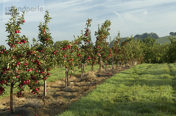 Apple Obstgarten  Somerset  England  Vereinigtes Königreich  Europa