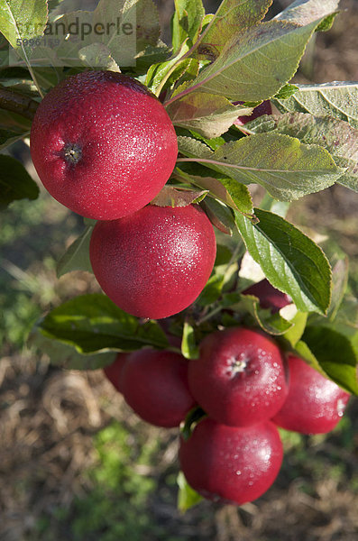 Red Windsor Äpfel  Somerset  England  Vereinigtes Königreich  Europa