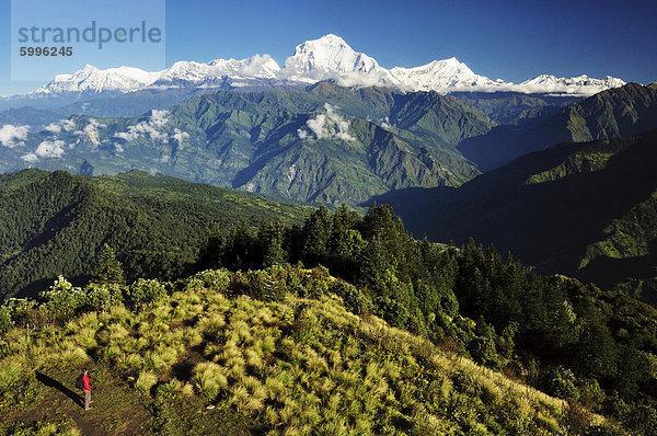 Ein Wanderer am Poon Hill blickt auf Dhaulagiri Himal  Annapurna Conservation Area  Dhawalagiri (Dhaulagiri)  Western Region  Nepal  Asien