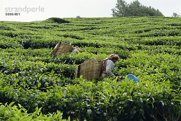 Tee pflücken  Cameron Highlands  Malaysia  Südostasien  Asien