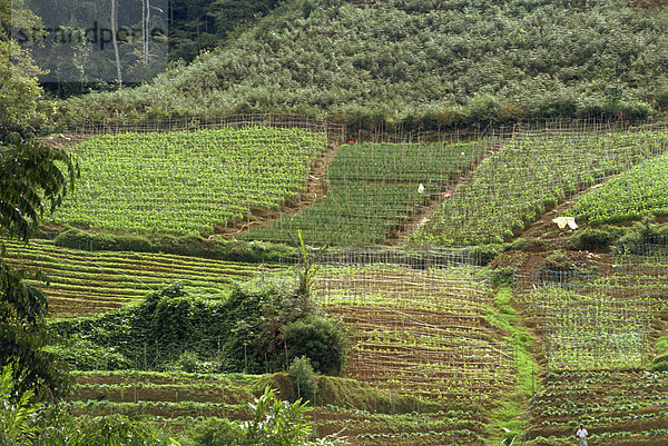 Gemüsebau  Cameron Highlands  Malaysia  Südostasien  Asien