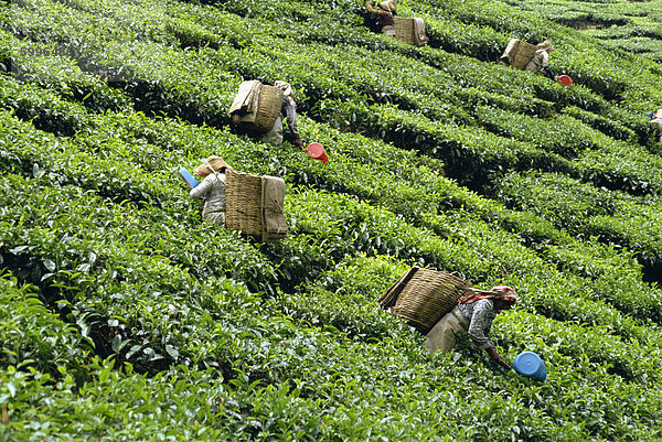 Tee pflücken  Cameron Highlands  Malaysia  Südostasien  Asien