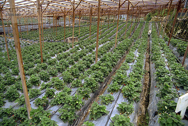 Erdbeere wächst  Cameron Highlands  Malaysia  Südostasien  Asien