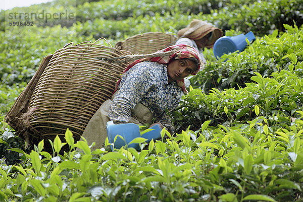 Tee pflücken  Cameron Highlands  Malaysia  Südostasien  Asien