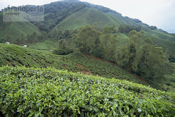 Tee-Land  Cameron Highlands  Malaysia  Südostasien  Asien