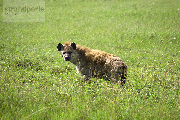 Hyäne  Masai Mara National Reserve  Kenia  Ostafrika  Afrika