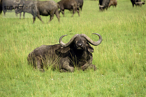 Herde Büffel  Masai Mara National Reserve  Kenia  Ostafrika  Afrika