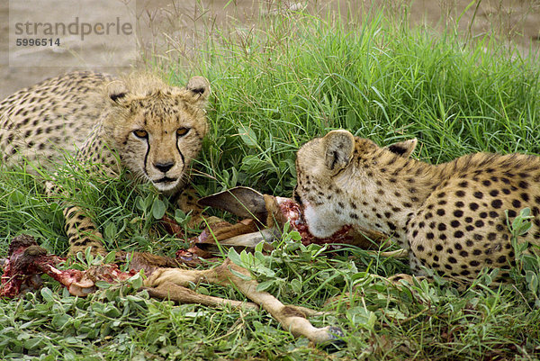 Gepard Beute  Amboseli Nationalpark  Kenia  Ostafrika  Afrika Essen