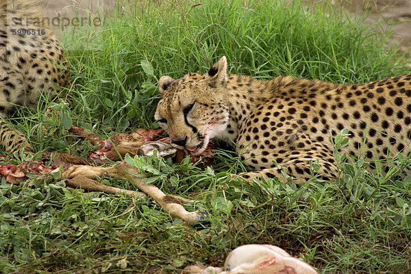 Gepard Beute  Amboseli Nationalpark  Kenia  Ostafrika  Afrika Essen