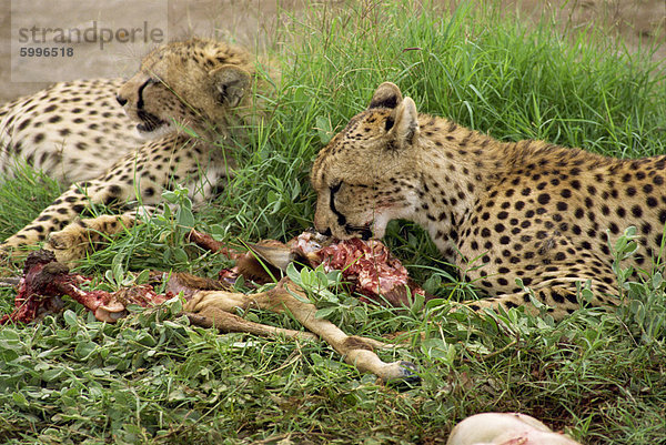 Gepard Beute  Amboseli Nationalpark  Kenia  Ostafrika  Afrika Essen