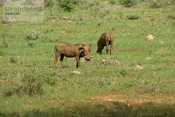 Warzenschweine  Samburu National Reserve  Kenia  Ostafrika  Afrika