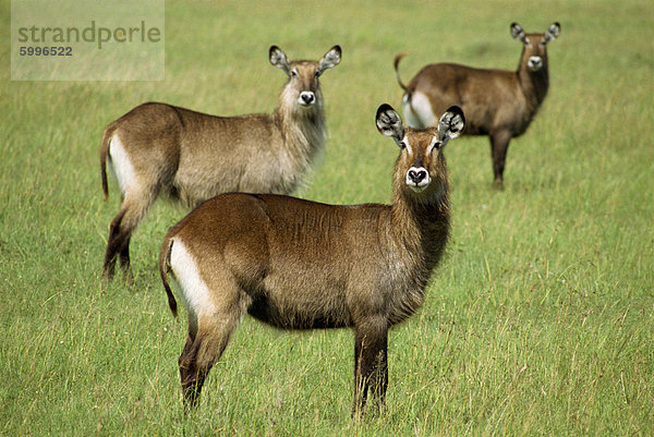 Wasserböcke  Masai Mara National Reserve  Kenia  Ostafrika  Afrika