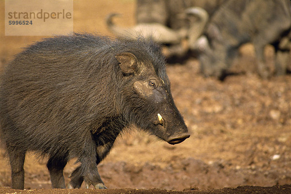 Großen Wald Schwein am Ark  Kenia  Ostafrika  Afrika