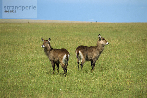 Wasserböcke  Masai Mara National Reserve  Kenia  Ostafrika  Afrika