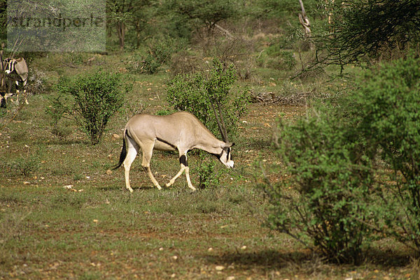 Oryx ®  Samburu National Reserve  Kenia  Ostafrika  Afrika