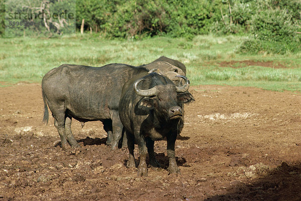 Buffalo auf der Arche  Kenia  Ostafrika  Afrika