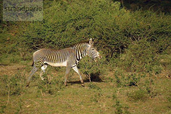 Grevy Zebra  Samburu National Reserve  Kenia  Ostafrika  Afrika