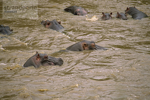 Flusspferde  Masai Mara National Reserve  Kenia  Ostafrika  Afrika