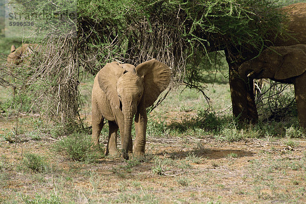 Elefant  Samburu National Reserve  Kenia  Ostafrika  Afrika