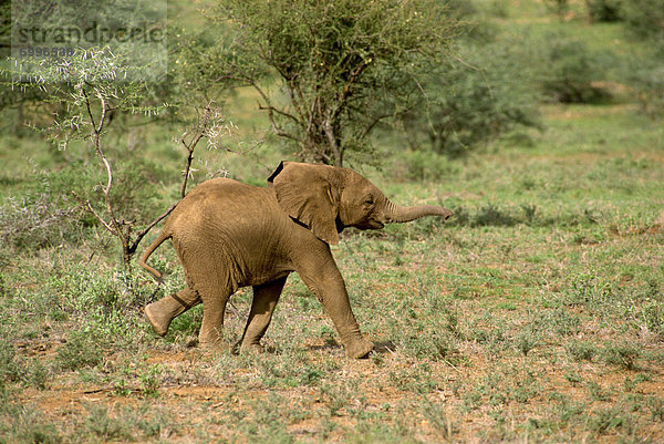 Jungen Elefanten  Samburu National Reserve  Kenia  Ostafrika  Afrika