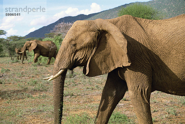 Elefant  Samburu National Reserve  Kenia  Ostafrika  Afrika