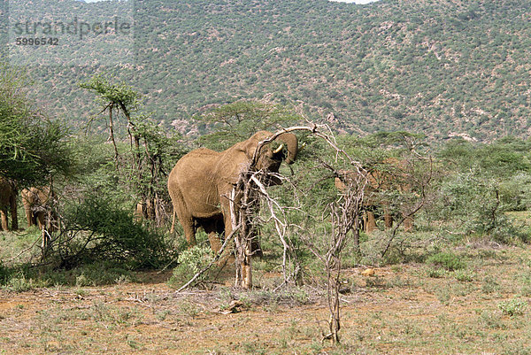 Elefanten  Samburu National Reserve  Kenia  Ostafrika  Afrika