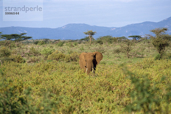 Elefant  Samburu National Reserve  Kenia  Ostafrika  Afrika