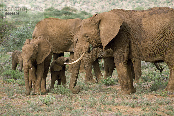 Elefant  Samburu National Reserve  Kenia  Ostafrika  Afrika