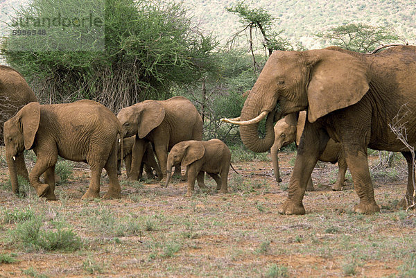 Elefant  Samburu National Reserve  Kenia  Ostafrika  Afrika