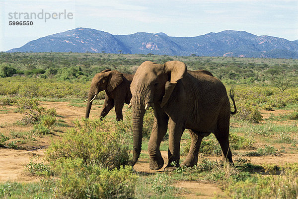 Elefant  Samburu National Reserve  Kenia  Ostafrika  Afrika