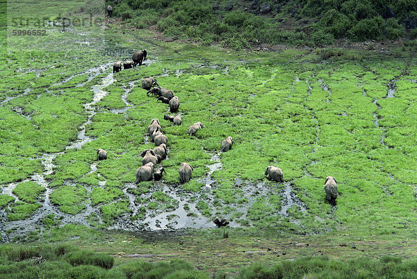 Elefant  Amboseli Nationalpark  Kenia  Ostafrika  Afrika