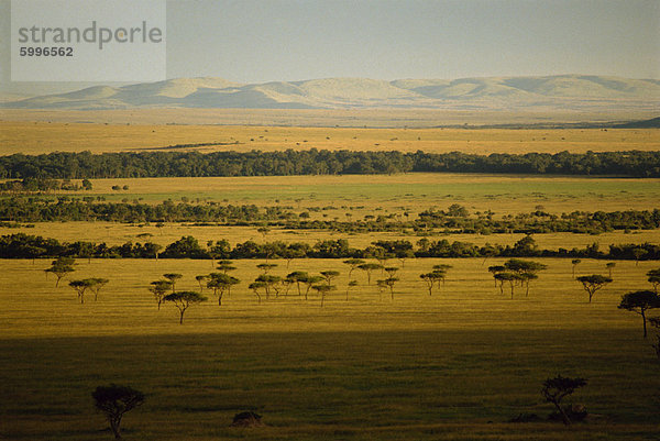 Masai Mara National Reserve  Kenia  Ostafrika  Afrika