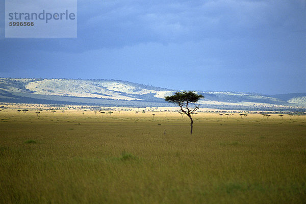 Masai Mara National Reserve  Kenia  Ostafrika  Afrika