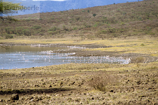 Flamingos  Bogoriasee  Kenia  Ostafrika  Afrika