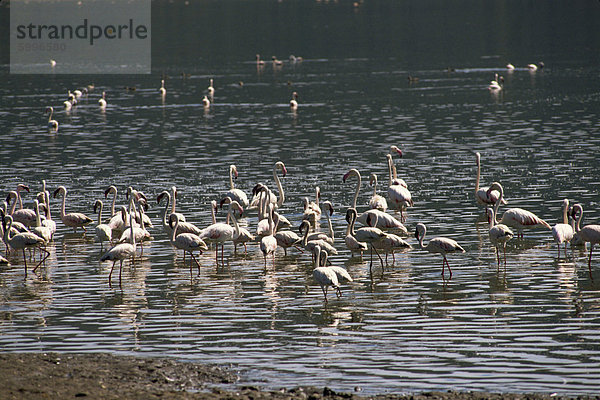 Flamingos  Bogoriasee  Kenia  Ostafrika  Afrika