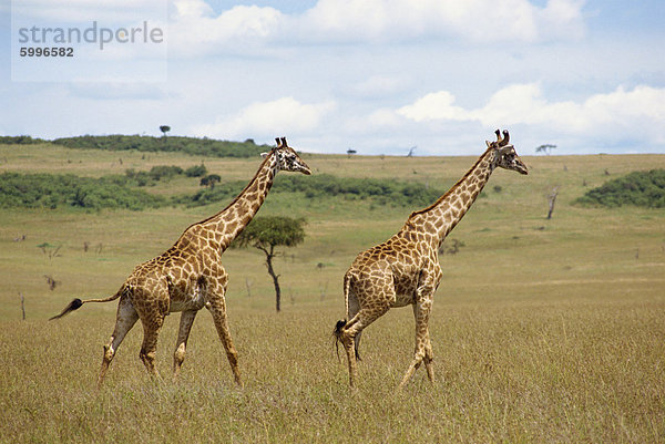 Masai Giraffe  Masai Mara National Reserve  Kenia  Ostafrika  Afrika