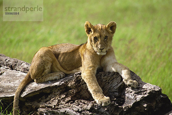 Junger Löwe  Masai Mara National Reserve  Kenia  Ostafrika  Afrika