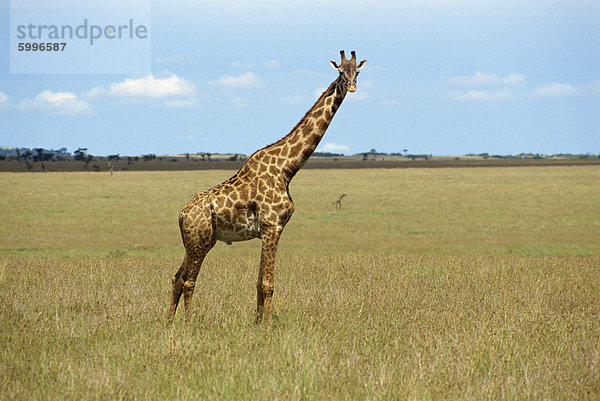 Masai Giraffe  Masai Mara National Reserve  Kenia  Ostafrika  Afrika