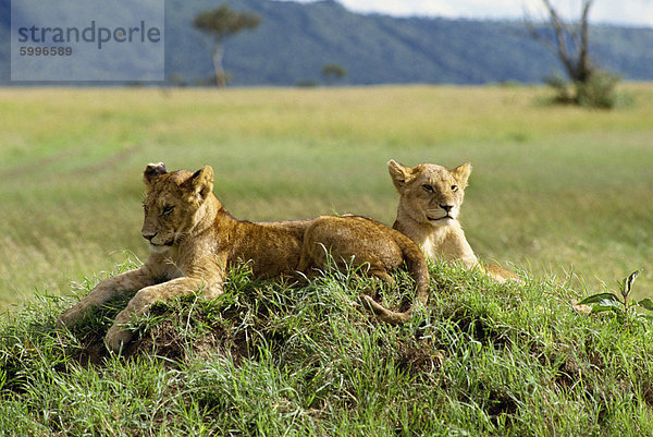 Junge Löwen  Masai Mara National Reserve  Kenia  Ostafrika  Afrika