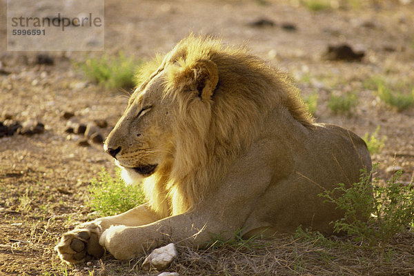 Löwe  Samburu National Reserve  Kenia  Ostafrika  Afrika