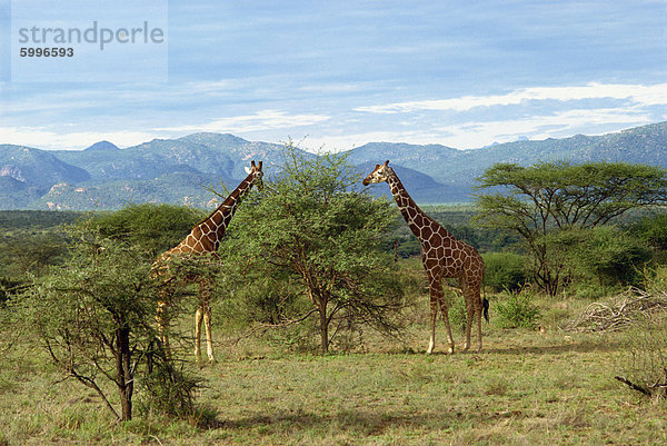 Giraffe  Samburu National Reserve  Kenia  Ostafrika  Afrika