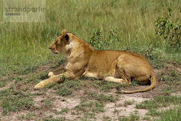 Löwe  Masai Mara National Reserve  Kenia  Ostafrika  Afrika