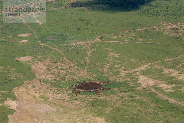 Masai Mara National Reserve  Kenia  Ostafrika  Afrika