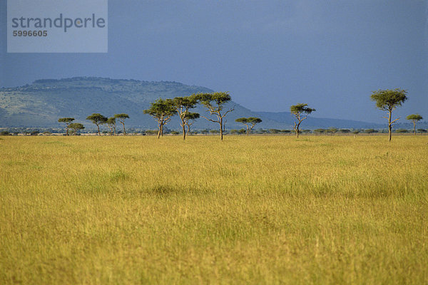 Masai Mara National Reserve  Kenia  Ostafrika  Afrika