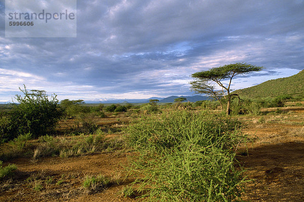 Samburu National Reserve  Kenia  Ostafrika  Afrika