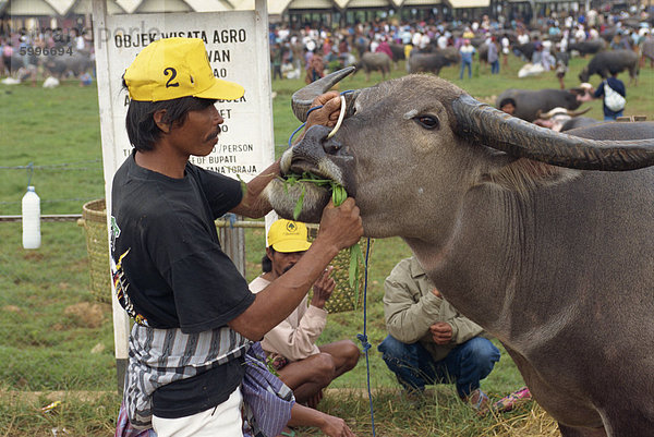 Mann mit Wasserbüffel am Markt  Rantepao  Toraja Region  Sulawesi  Indonesien  Südostasien  Asien