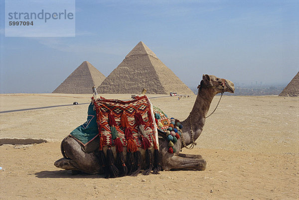 Kamel vor den Pyramiden in Gizeh  UNESCO-Weltkulturerbe  in der Nähe von Kairo  Ägypten  Nordafrika  Afrika