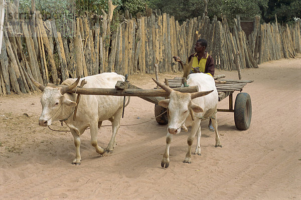 Straße durch das Dorf in der Nähe von Banjul  West Afrika  Afrika